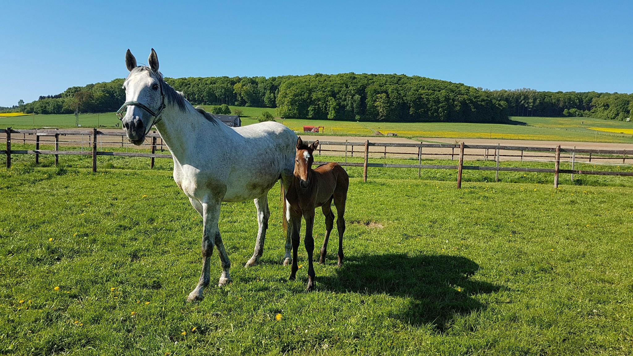 Neues Fohlen